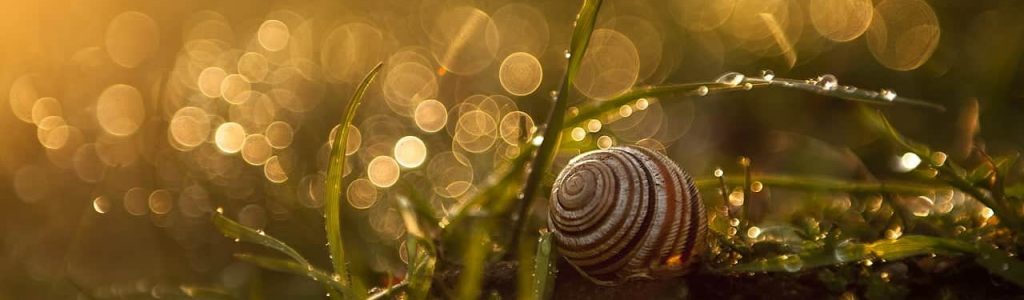 Aus der Schusslinie gehen